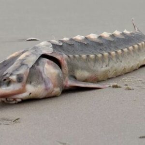 Mysterious creature: Bizarre 3ft long marine ‘dinosaur’ with hard armor found washed up on beach.S16