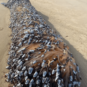 f.Gooseneck revealed at excavated North Gower Beach (Video).f