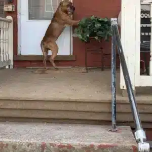 h. Heartbreaking: Loyal dog refuses to leave the porch after being abandoned by the family. ‎