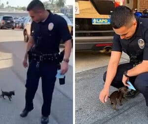 Viet .. Touching plea: Abandoned puppy chases police for days in hopes of being adopted, has a better life.. Viet