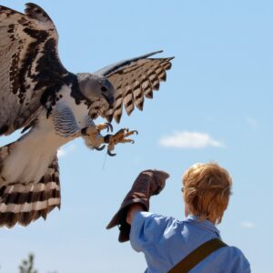 In The Presence Of This Remarkable Figure, A Harpy Eagle Stands As A Faithful Companion, With Talons As Formidable As A Rottweiler’s Bite. Together, They Share An Extraordinary Bond That Exceeds Even The Strongest Of Grips.