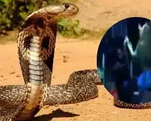 Son. Lucky Man Was Rewarded With An Extremely Precious Object In His Mouth By A Thousand-year-old Snake When Rescuing It (Video).