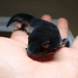 3s “Discovering Unique Splendor: Dive Into The Stunning World Of The Exquisite Black Night Leopard Gecko, A Rare Color Morph Of Eublepharis Macularius!” 3s