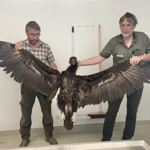 S127. “Researchers Have Recently Captured An Unusual Enormous Bird With Massive Wings.”