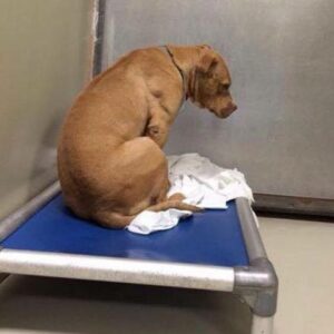 Viet ..”Abandoned Pup’s Heartbreak: Resigned to Staring at Walls Post-Unfulfilled Adoption”.. Viet