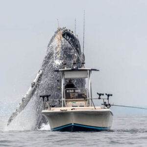 Ks Capturing The Unforgettable: Breathtaking Encounter As A Massive Humpback Whale Glides Alongside A Fishing Boat – Once-in-a-lifetime Footage! Ks