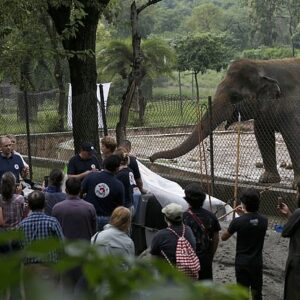 SA. “The Loneliest Elephant Finds Sanctuary: 35 Years In Chains Comes To An End With A New Home”.SA