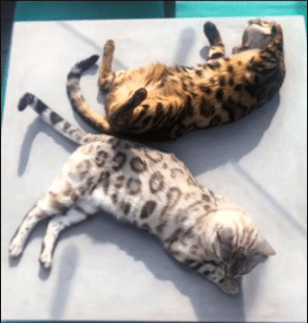 ntt.adorable moments: of two kittens that have melted millions of hearts