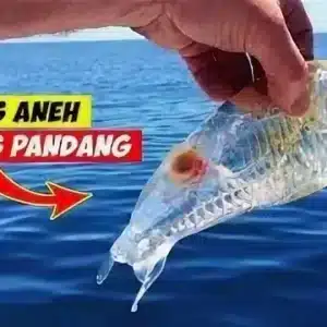 .Unique Find: American Fishermen Reel In Jellyfish-Like Creature Sporting Fish Head, Shrimp Tail, And Translucent Body..D