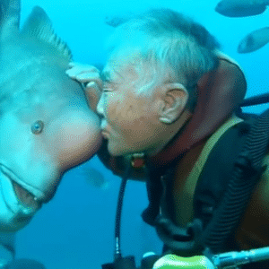 Be.The Nearly 80-year-old Diver And This Fish Have Been Close Friends For Nearly 30 Years Since He Rescued Her And Nursed Her Back To Health.