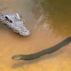 3S “Unforgettable Encounter: Intense Moment Captured On Camera As Crocodile Faces Off Against 860-volt Electric Eel.” 3s