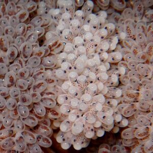 SHB. Breathtaking Wonder: Thousands of Octopus Eggs Revealed in a Massive Cluster Hidden in the Depths of the Deep Sea.