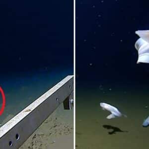 SR “Deepest Ever Fish Sighted On Camera At Depth Of 8,336 Meters, Breaking Depth Record” SR