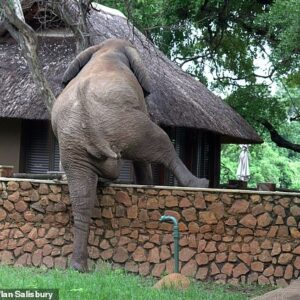 SH. VIDEO: Witness The Bold Elephant’s Journey Scaling A 1.5-Meter-Tall Wall To Harvest Mangoes.SH