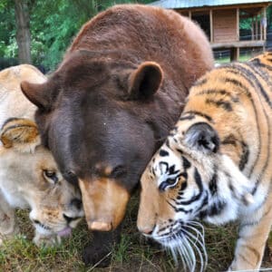 dung..The Sight of a Bear, a Lion, and a Tiger Sharing a Meal at a Conservation Area Elicits a Singular Emotion for Observers, Highlighting an Extraordinary Inter-Species Bond..D
