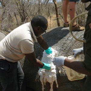 “Race Against Time: Rescuing The Injured Elephant Of Ithumba” s4