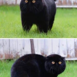 AL “Exploring the Enchanting Aura of Black Cats: Revealing the Allure of Their Intriguing Mystique.”