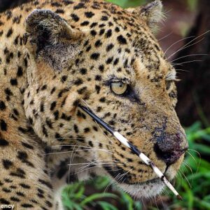 Sa. “Unforeseen Consequences: Leopard Regurgitates After Intense Battle With Porcupine, Ending Up With A Furry Face And Devotes Hours To Licking Wounds – A Lesson Learned!”.Sa