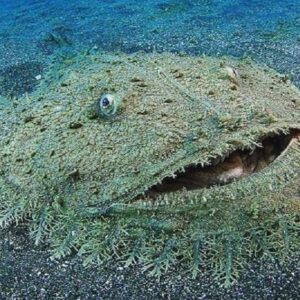 S127 The Seafloor Has A Carpet – A Shark You Shouldn’t Step On ‎ S127