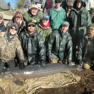 SR “125-Year-Old Lake Sturgeon, Possibly The Largest U.S. Catch And The World’s Oldest Freshwater Fish On Record” SR