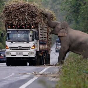 PS.Embark on an Extraordinary Elephant-Assisted Farming Journey in the USA – Enjoy the Video!