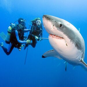 PS.Touching Interaction: 900-Pound Shark Appeals to Divers for Freedom from Fishing Hook, Evoking Empathy and Compassion.