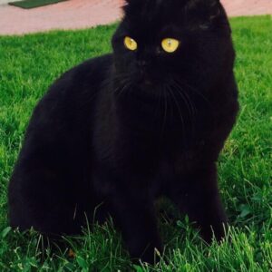 Al “unlocking The Enigma: Exploring The Intriguing Allure Of Black Cats.”