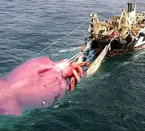 Ls “””Marine Marvel: American Fishermen’s Astounding Encounter With A 1,500-Pound Giant Squid Unveiling A Remarkable 60-Foot Phenomenon During The Atlantic Expedition!”””