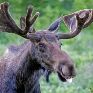 Heart-wrenching Struggle: Resilient Elk Trapped In Rope Swing Faces Desperation For Freedom – Gripping Tale Of Perseverance Unfolds