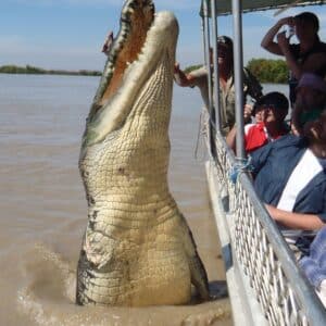 Sa. “Spectacular Encounter: Over 990-pound Giant Crocodile Surprises Tourists With Astonishing Leap, Underscoring The Unlikely Connection Across Species”.Sa