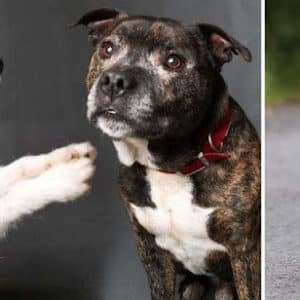 Viet ..Abandoned Blind Dog Has His Own Guide Dog And Now They Are Happy Together.. Viet