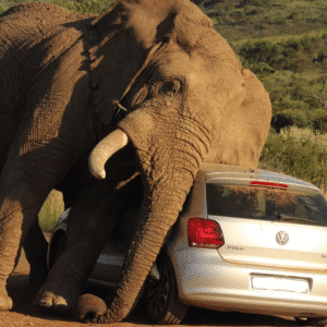 Tourists Confront Anxiety-Inducing Encounter With Unpredictable Wild Elephant while Sheltered In Their Vehicles KS