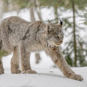 AH A mesmerizing depiction of the majestic lynx, offering a breathtaking insight into the world of this remarkable big cat.