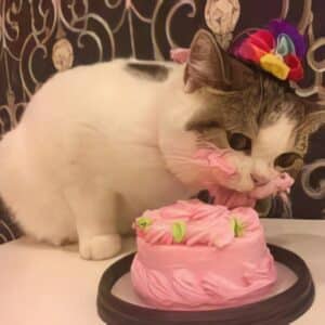 ht. Wishing a joyful 1st birthday to the beautiful cat Linna! May God shower her with abundant blessings.