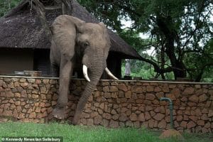 binh. “Incredible Feat: Elephant’s Astonishing Leap Over 5-Foot Wall, Showcasing Remarkable Agility in Pursuit of Irresistible Stolen Mangoes.”