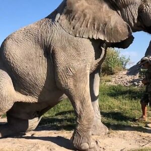 St Deep Emotional Bond: Elephant Jabu Displays Unwavering Obedience, Enabling Conservation Worker To Apply Antibiotic Drops To His Eye With Exceptional Trust – A Touching Moment St