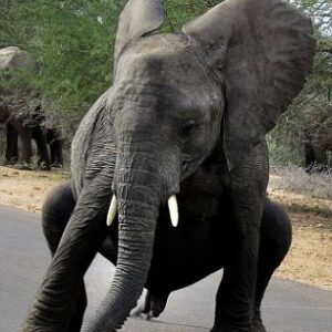 S29. Elephant Breakdances At Kruger National Park: A Playful Display Of Agility To Impress Rapper Nelly. S29