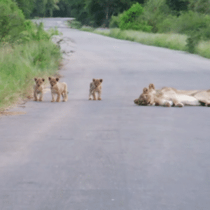 Wild Wonders: Adorable Lion Cubs’ Playtime & Tender Moments with Mom