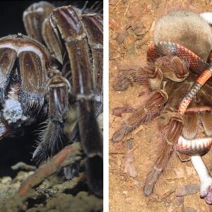 Son.Giant Spider Hunts Snake, Poisonous Snake Responds, Dramatic Battle Occurs That Surprises Millions Of People.