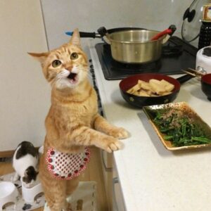 Cat Chefs