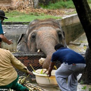 SV Talia The world’s loneliest elephant found a new home after more than 35 years of being chained