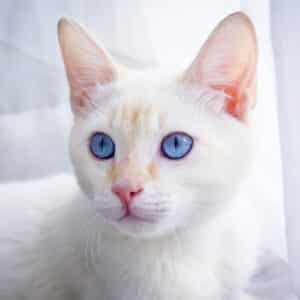 S29. Blue Enigma: Exploring Cats With Exceptional Eyes, A Scientific Mystery. S29