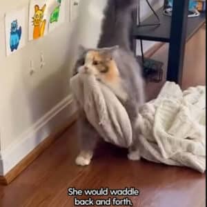 Rescue Cat