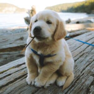 Beach-Loving Dog
