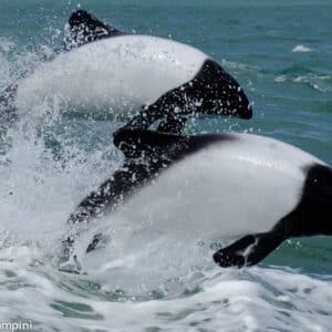 S29. The rare black-and-white dolphin species was discovered in the Caribe Sea region. S29