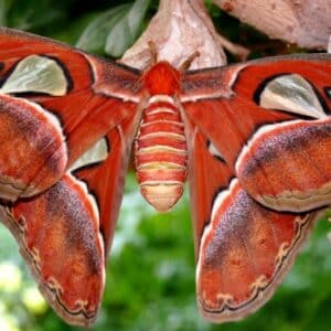 SY “Giant Butterfly Discovery: Meet The Attacus Atlas Lepidoptera With Snake-like Wings!”