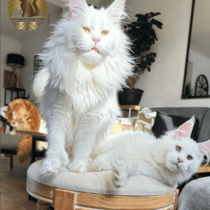 ntt.Discover the charm of the Maine Coon cat: the most charming cat breed known for its impressive size.