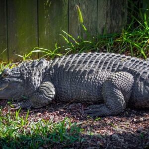 Sa. “Exceptional Alligator: Meet Bob, The Rare Tailless Wonder Of South Carolina – Engaging Video Unveils His Extraordinary Tale!”.sa