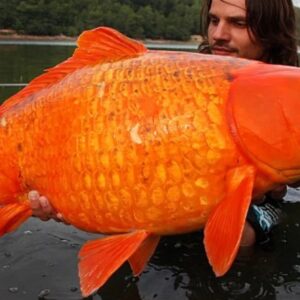 Why You Shouldn’t Dump Your Pets: The Recently Caught Record-Breaking Giant Goldfish Weighs Up To 50kg Ks