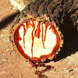 Fs Learn About The Miracle Of The Dragon Blood Tree: Witness The Phenomenon Of The Centuries-Old Tree ‘bleeding’ Across Social Networks